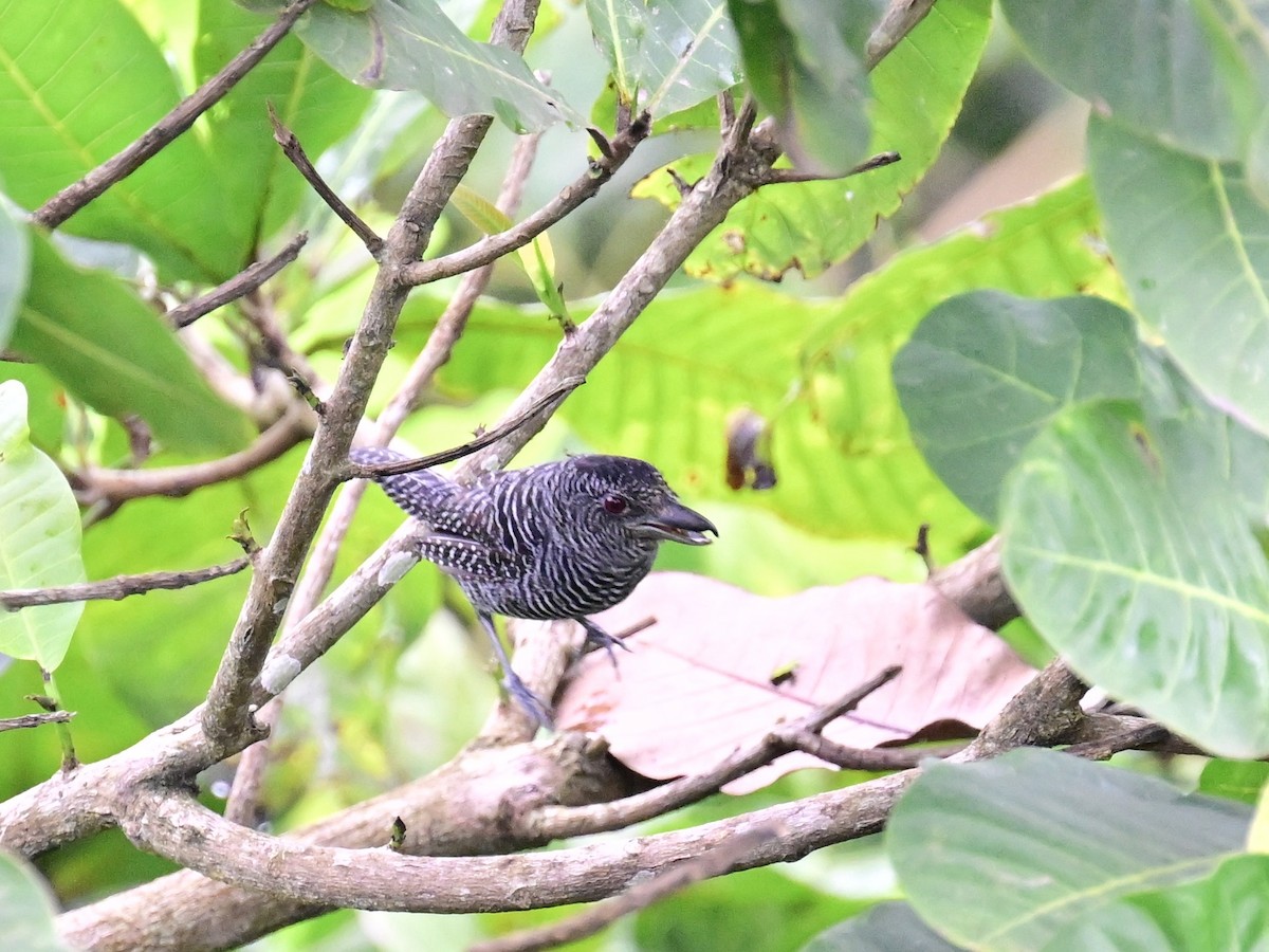 Fasciated Antshrike - ML642198681