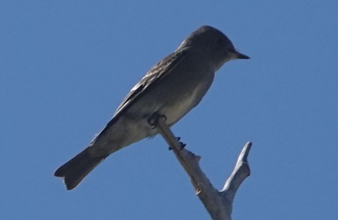 Western Wood-Pewee - ML642198689