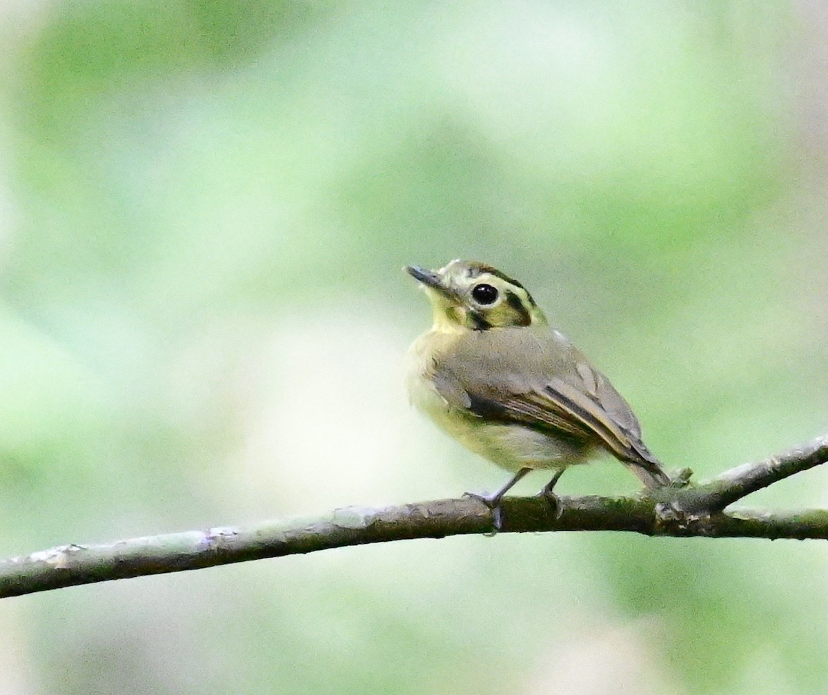 Golden-crowned Spadebill - ML642198730