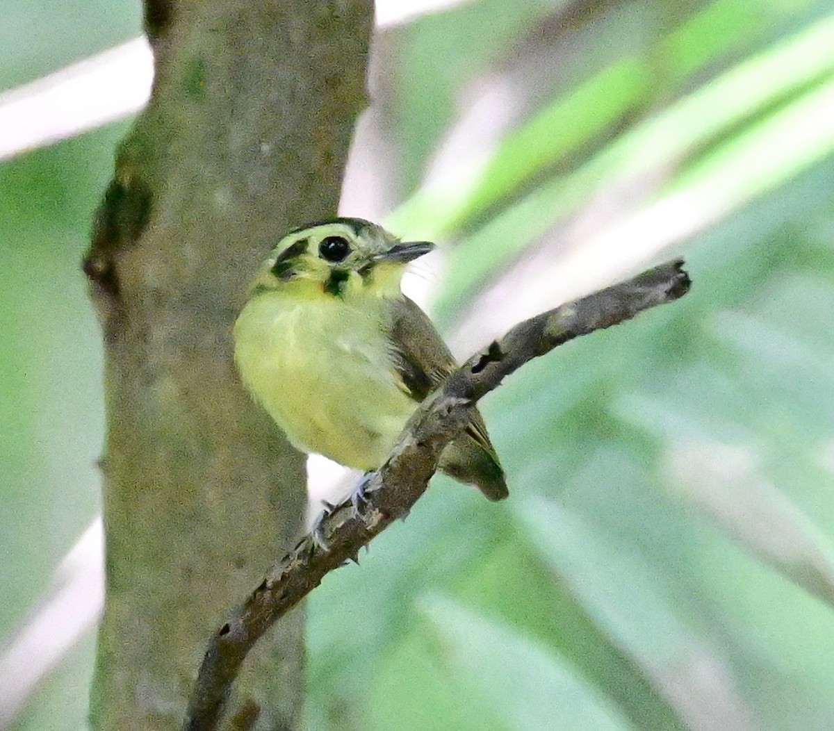 Golden-crowned Spadebill - ML642198731
