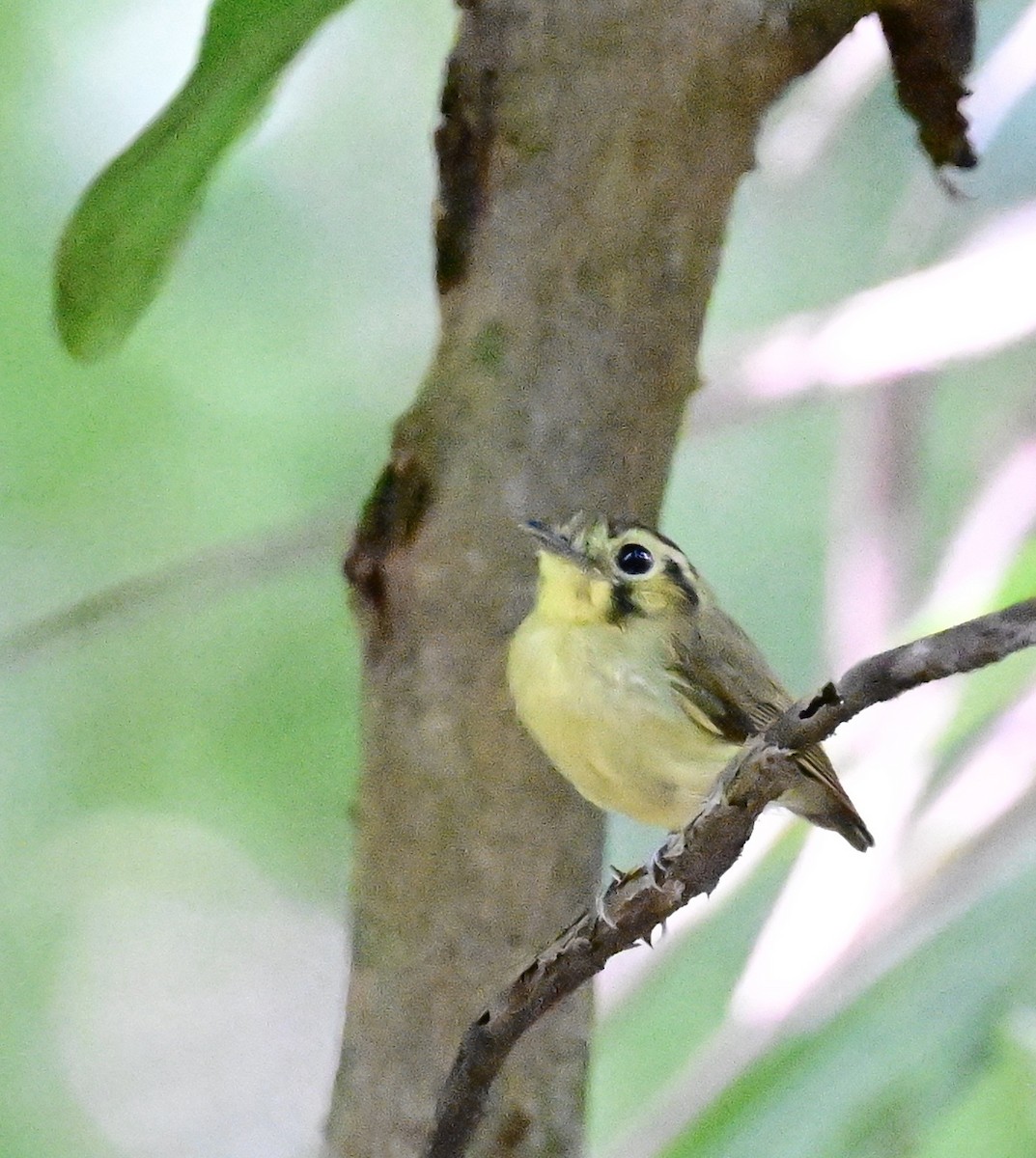 Golden-crowned Spadebill - ML642198732