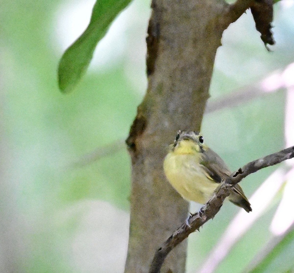 Golden-crowned Spadebill - ML642198733