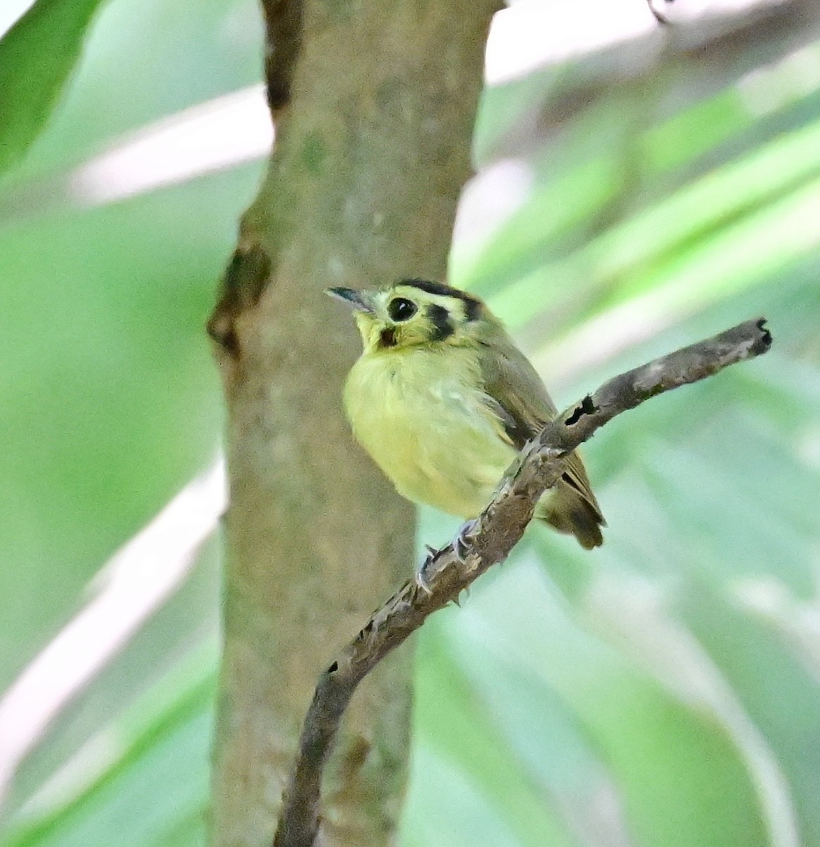 Golden-crowned Spadebill - ML642198734