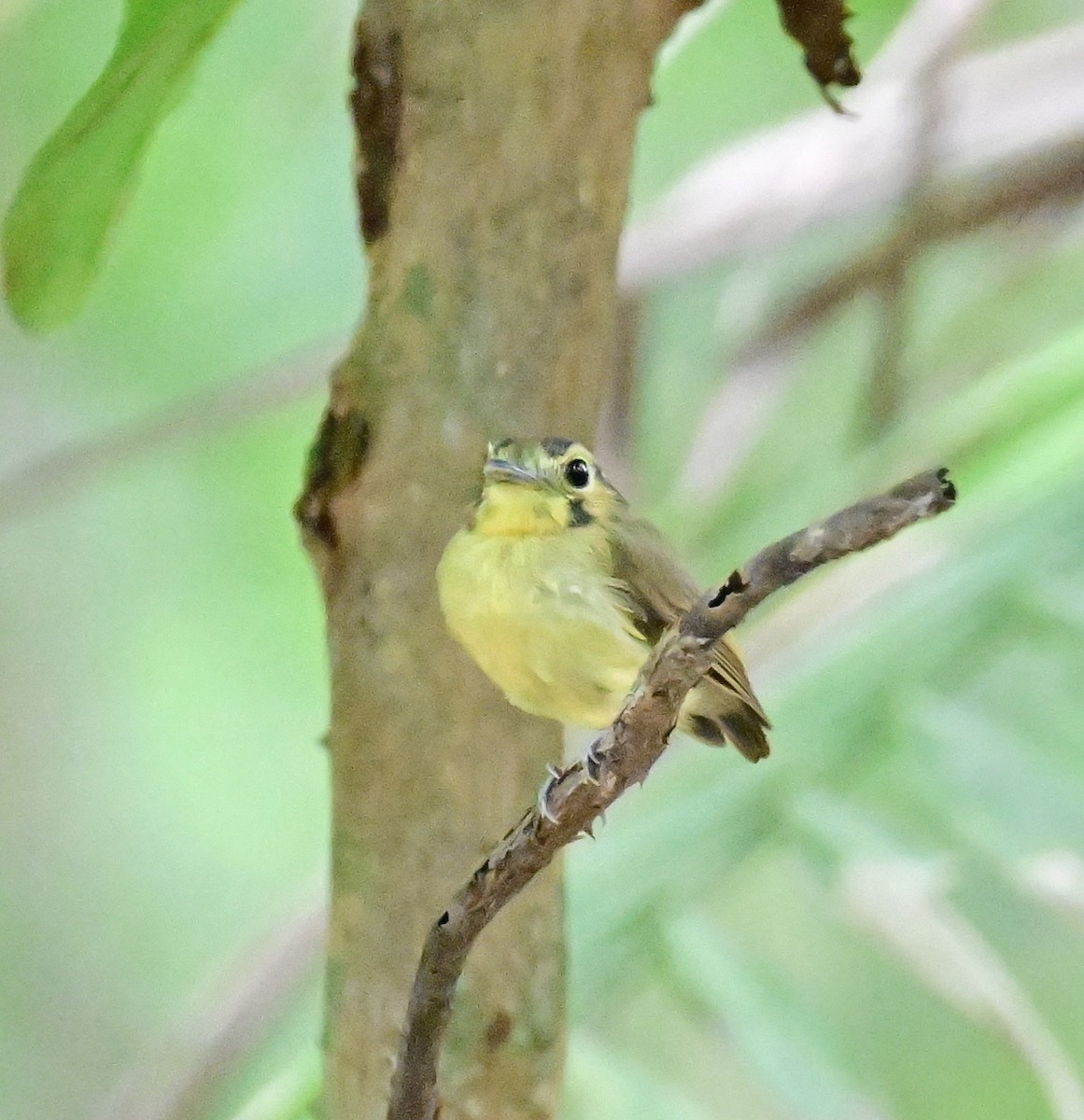 Golden-crowned Spadebill - ML642198735