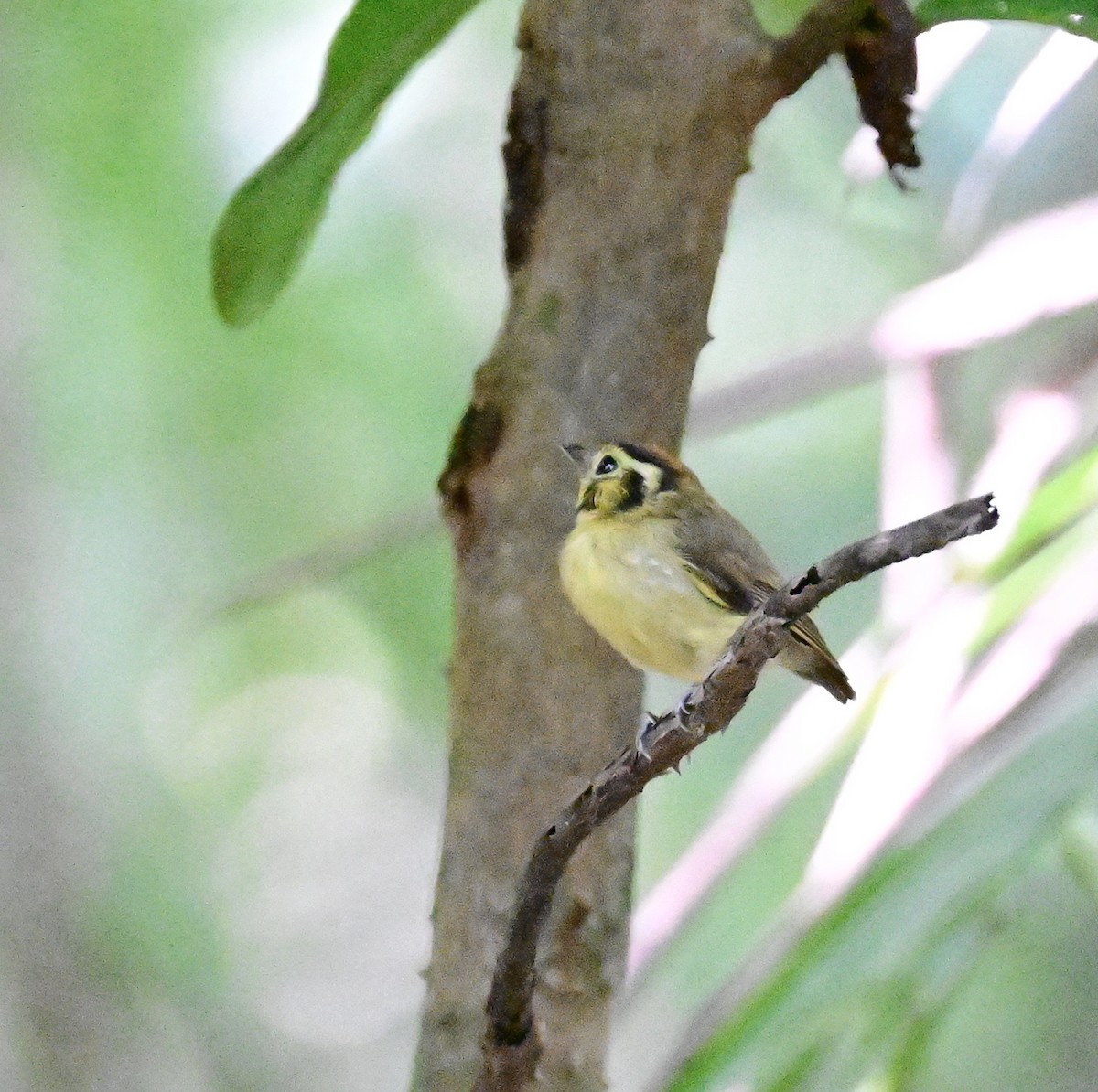 Golden-crowned Spadebill - ML642198736