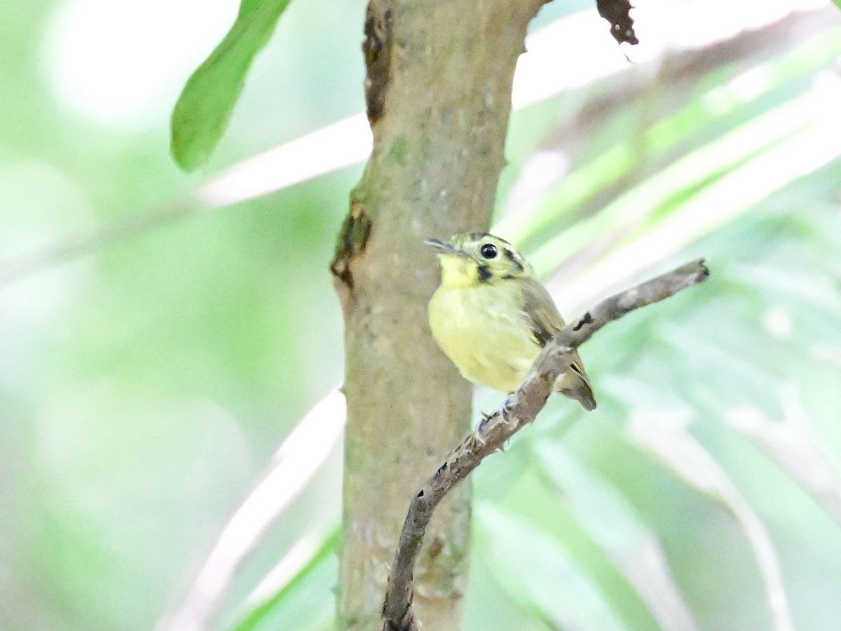 Golden-crowned Spadebill - ML642198737