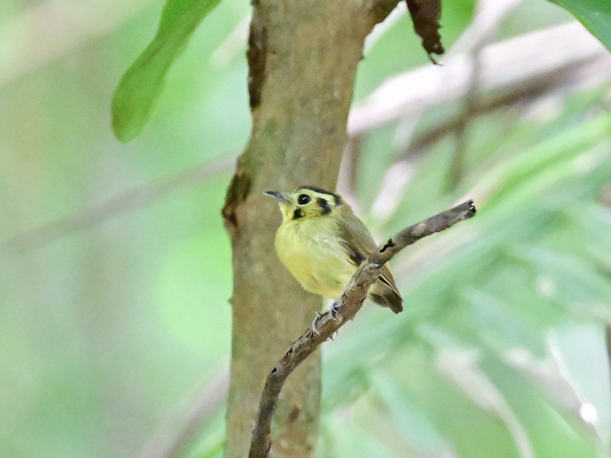 Golden-crowned Spadebill - ML642198738