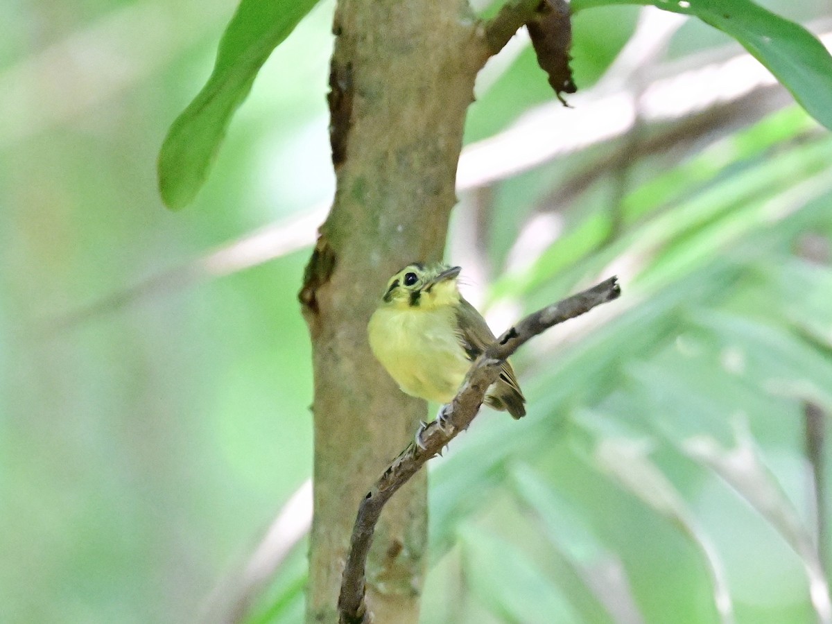 Golden-crowned Spadebill - ML642198739