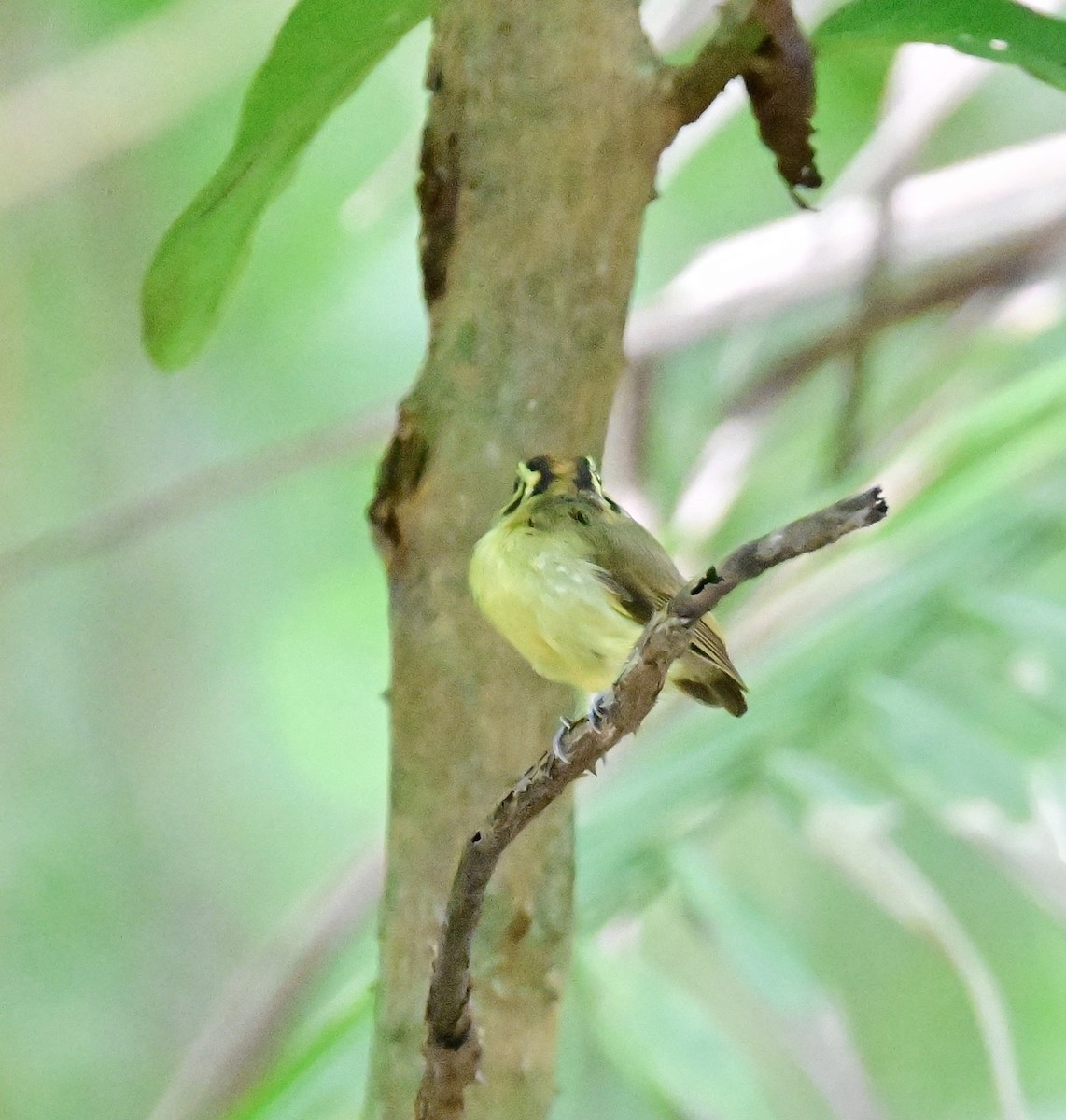 Golden-crowned Spadebill - ML642198740