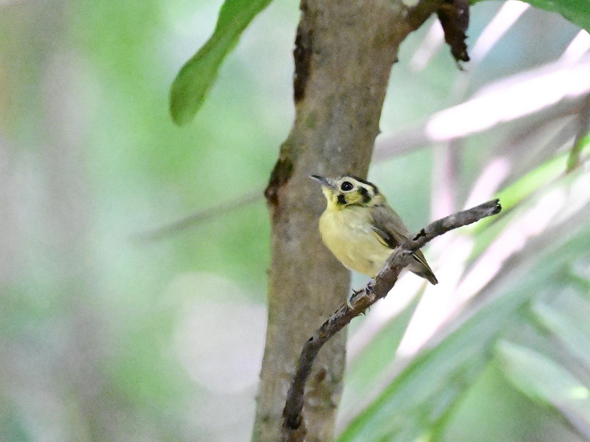 Golden-crowned Spadebill - ML642198741