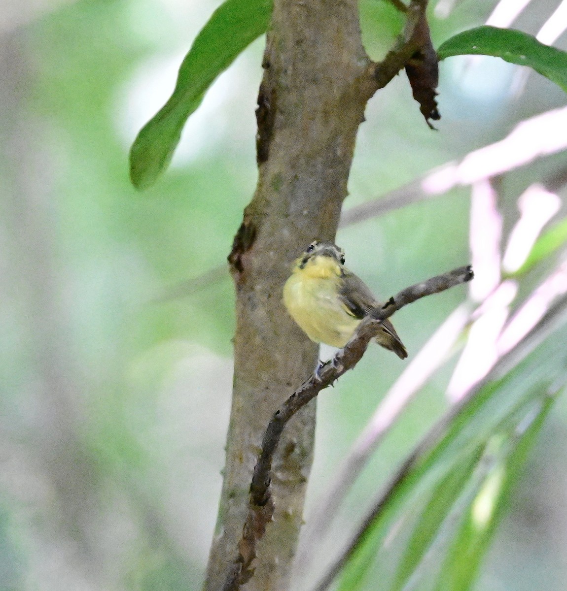 Golden-crowned Spadebill - ML642198742