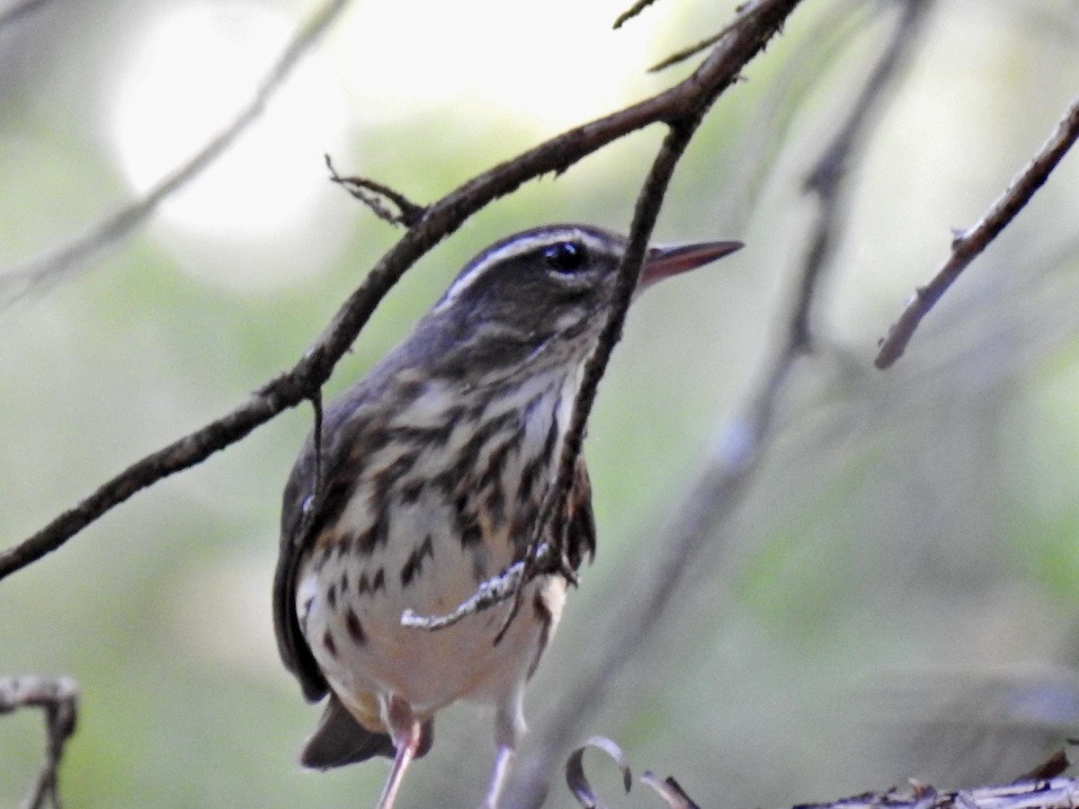 Louisiana Waterthrush - ML642198761