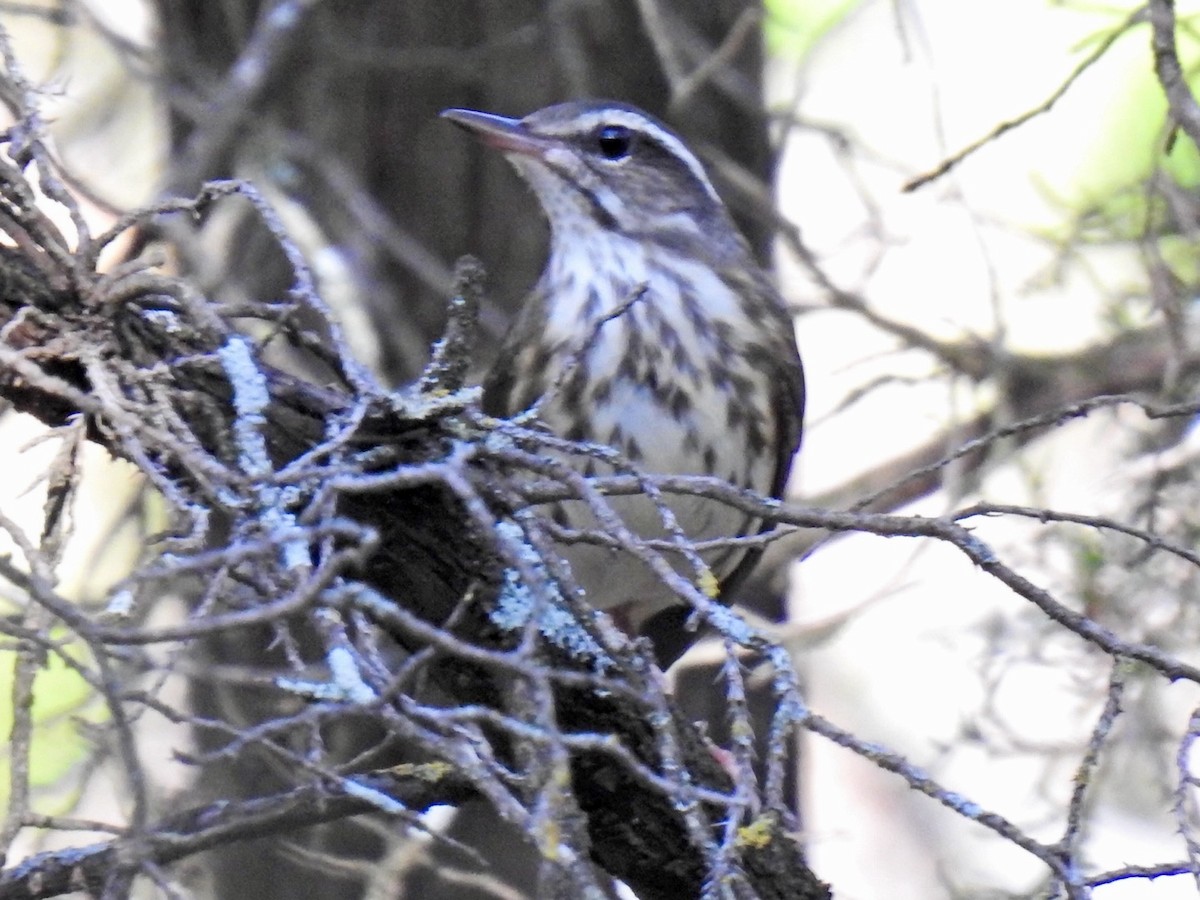 Louisiana Waterthrush - ML642198762