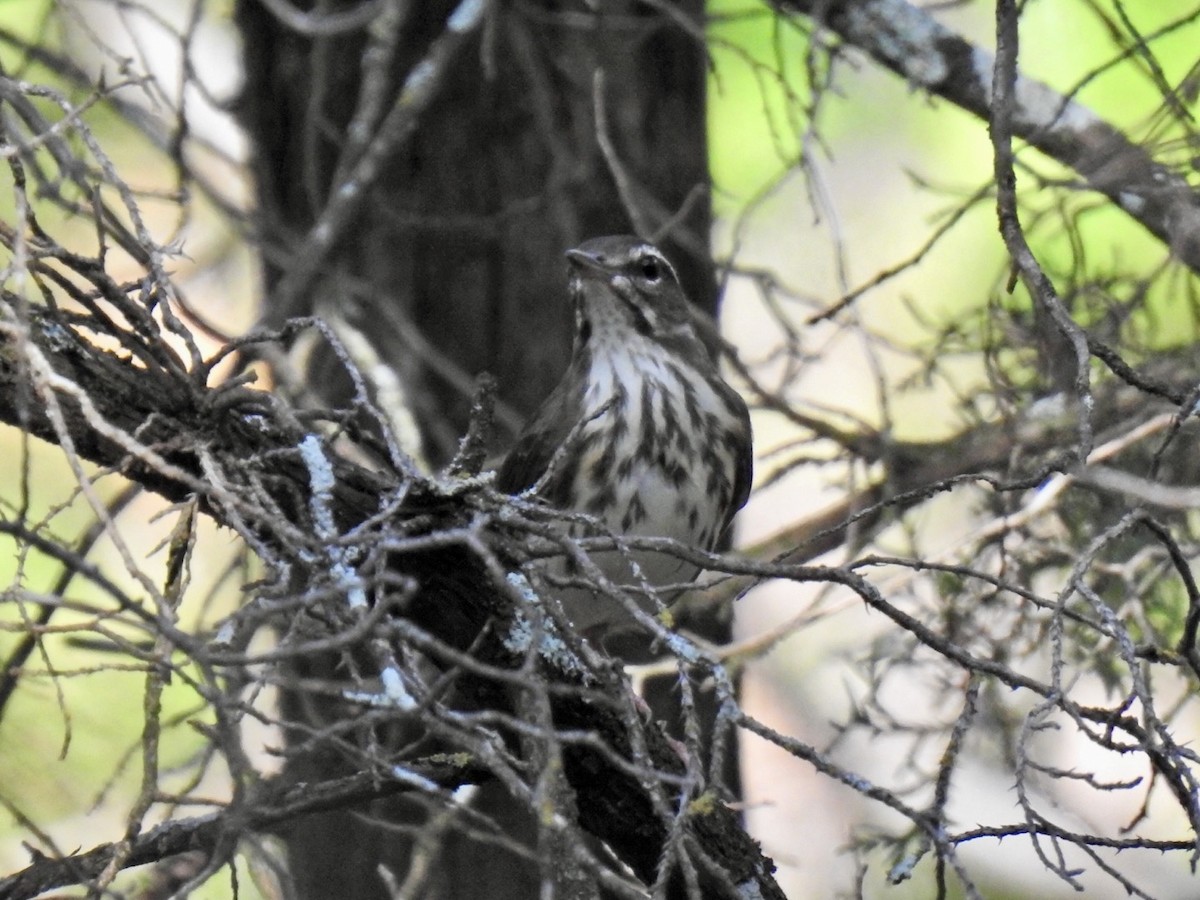 Louisiana Waterthrush - ML642198763
