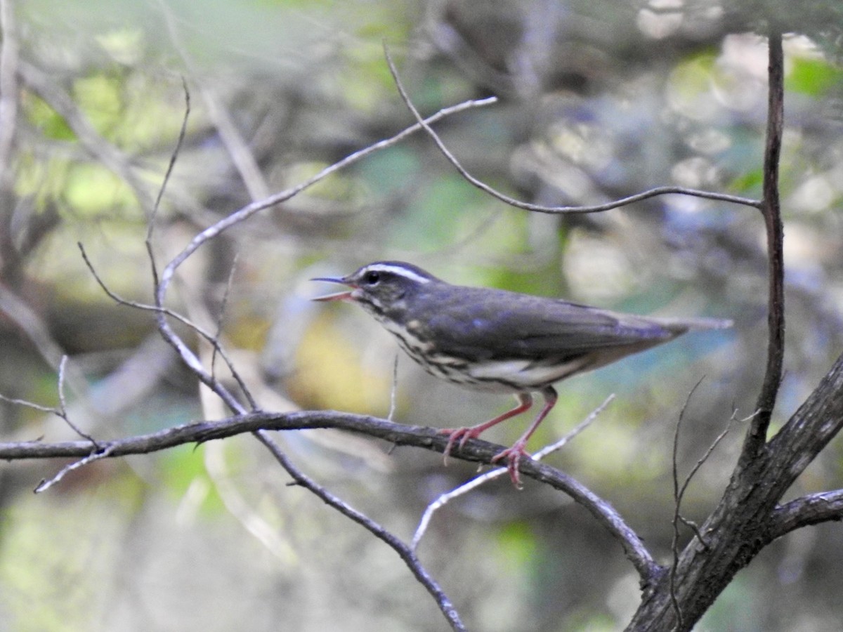 Louisiana Waterthrush - ML642198764