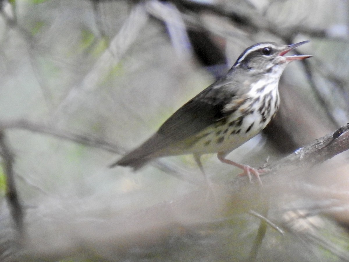 Louisiana Waterthrush - ML642198765