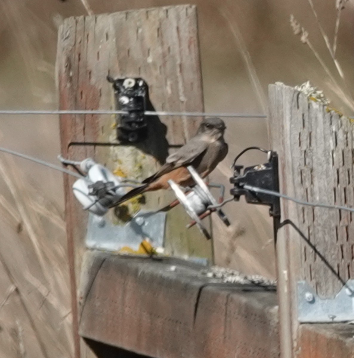 Say's Phoebe - ML642198793