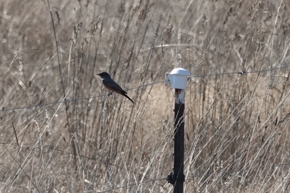 Say's Phoebe - ML642198794