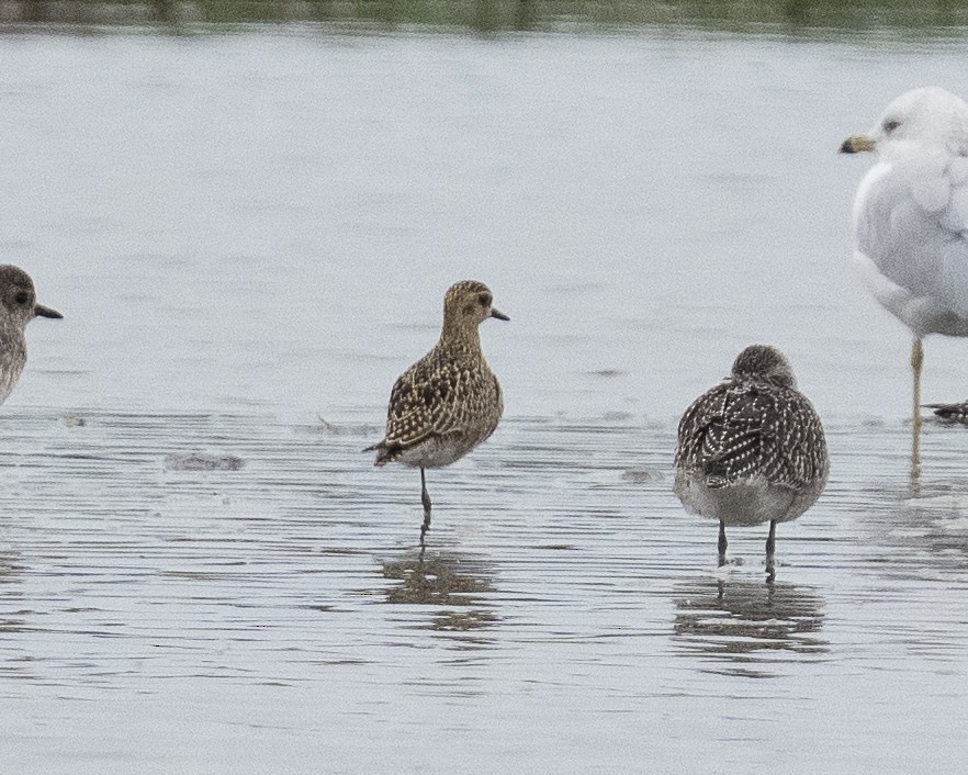 Urre-txirri siberiarra - ML642198814