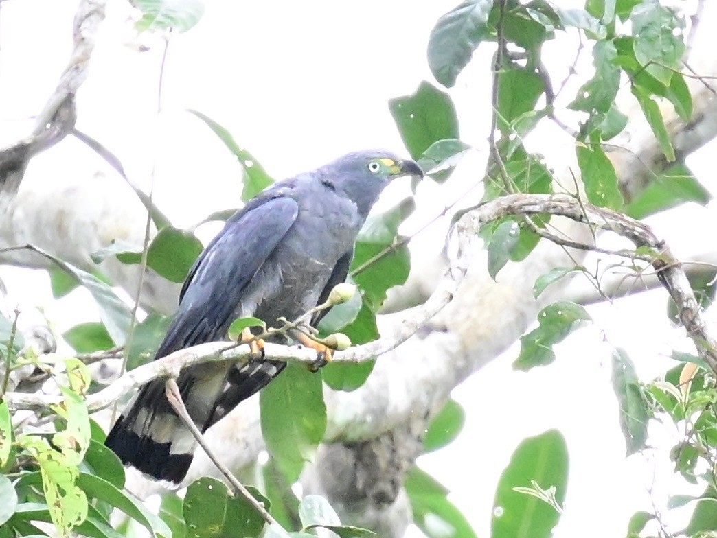 Hook-billed Kite - ML642198826