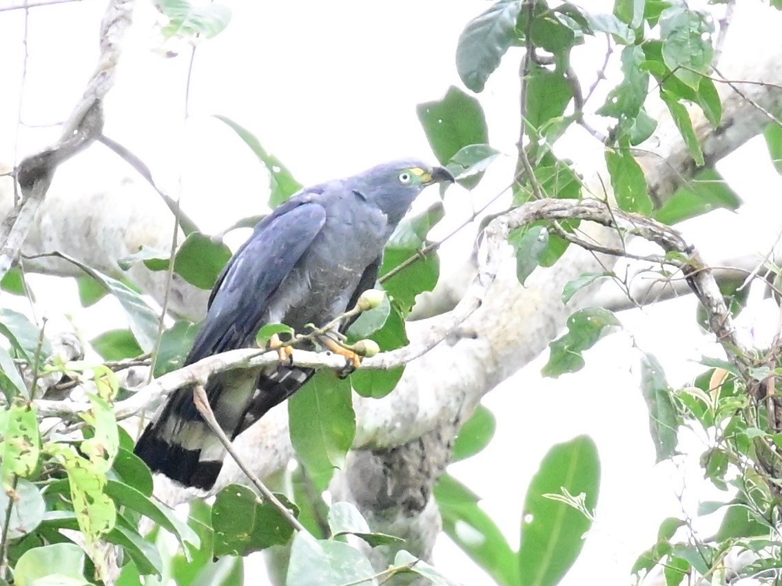 Hook-billed Kite - ML642198827