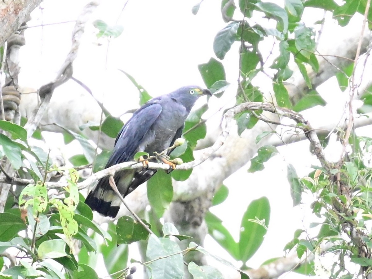 Hook-billed Kite - ML642198828