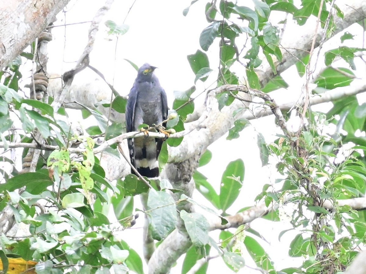 Hook-billed Kite - ML642198829