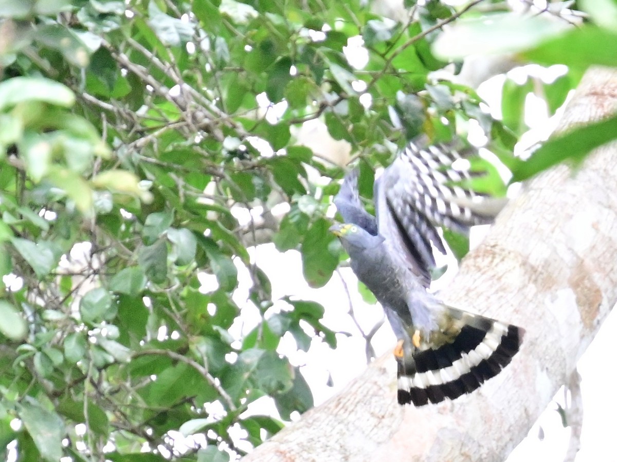 Hook-billed Kite - ML642198830