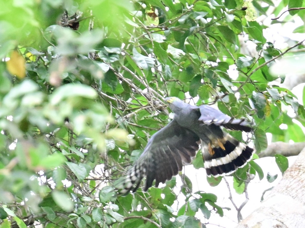 Hook-billed Kite - ML642198831