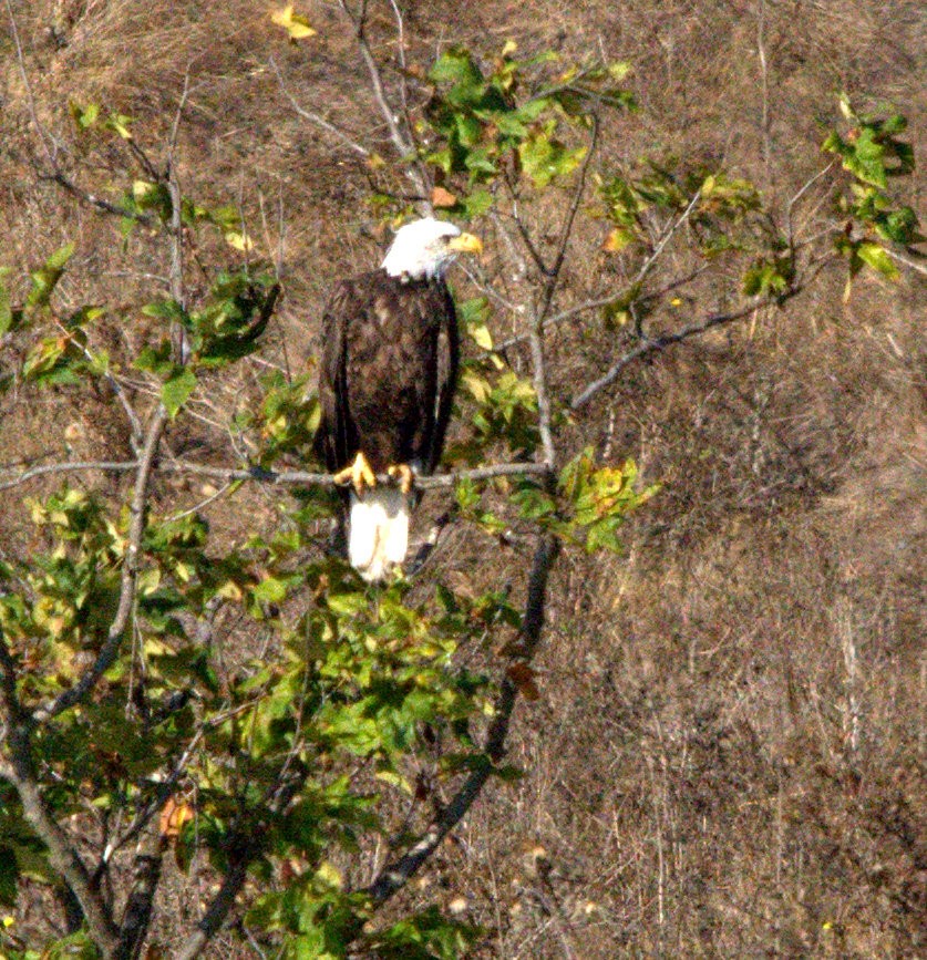 Bald Eagle - ML642198834
