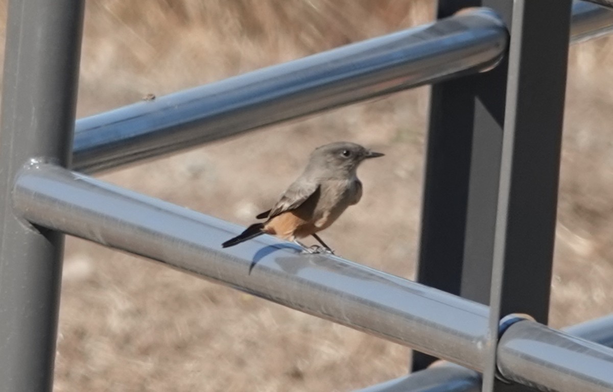 Say's Phoebe - ML642198840