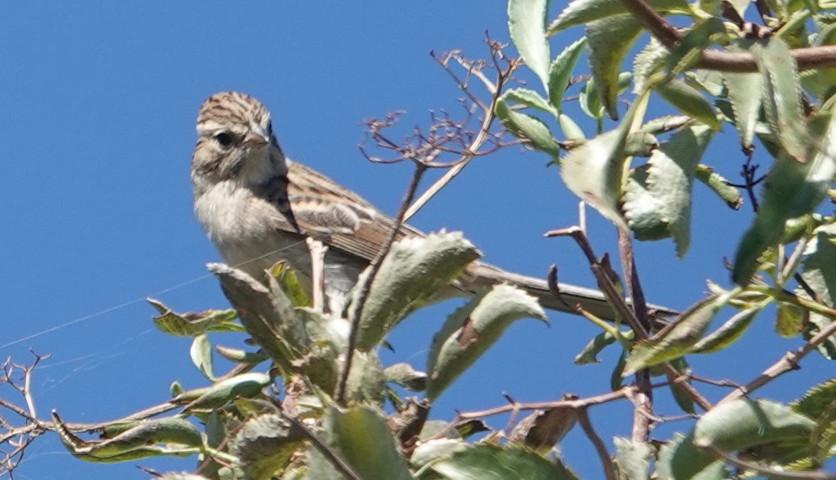 Brewer's Sparrow - ML642198842