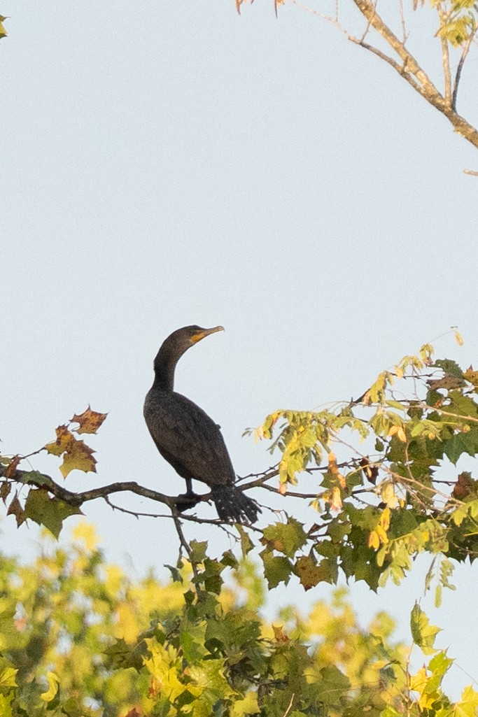 Double-crested Cormorant - ML642198846