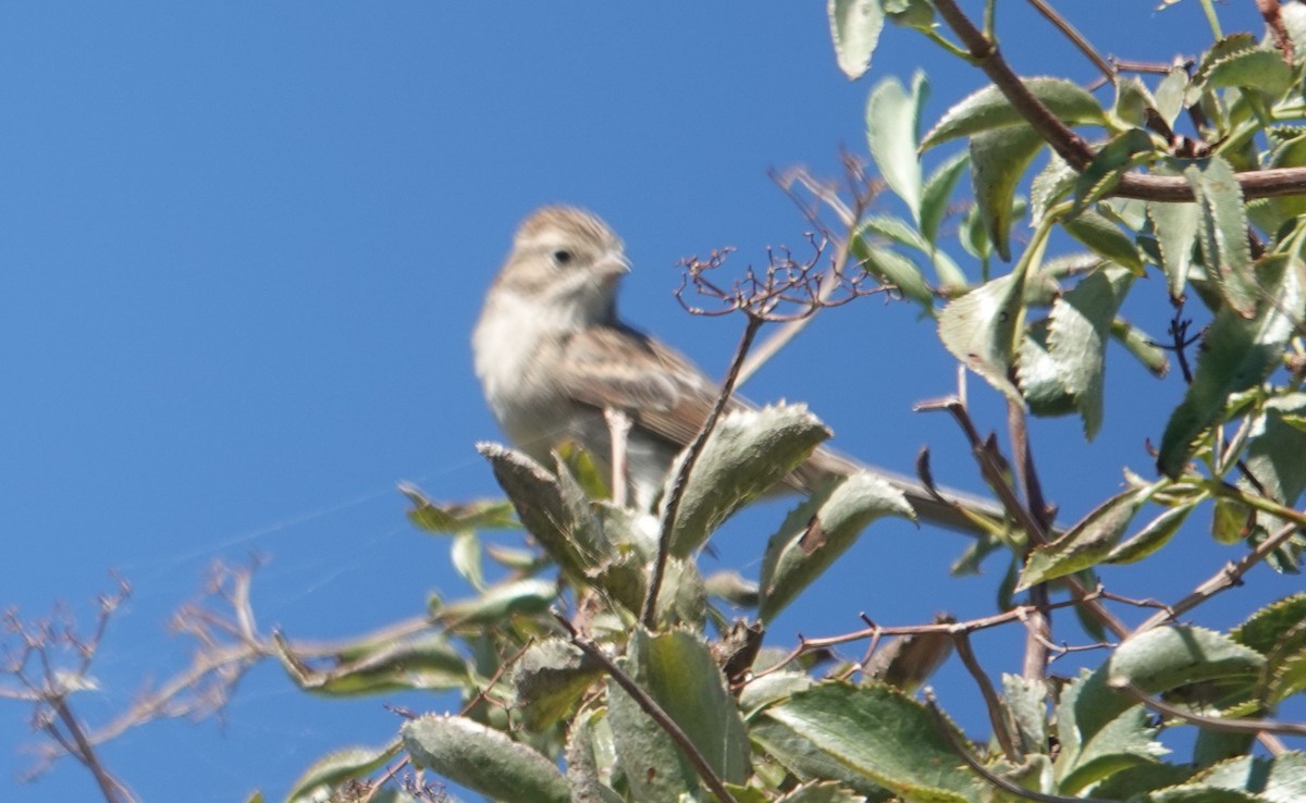 Brewer's Sparrow - ML642198861