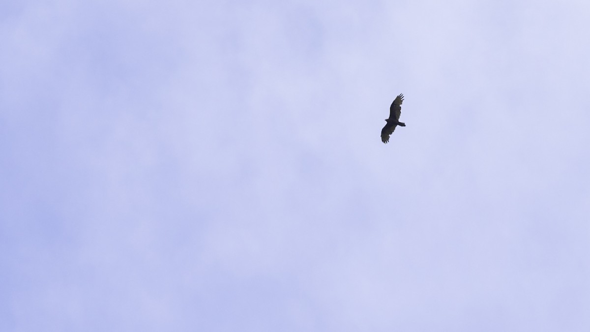 Turkey Vulture - ML642198862