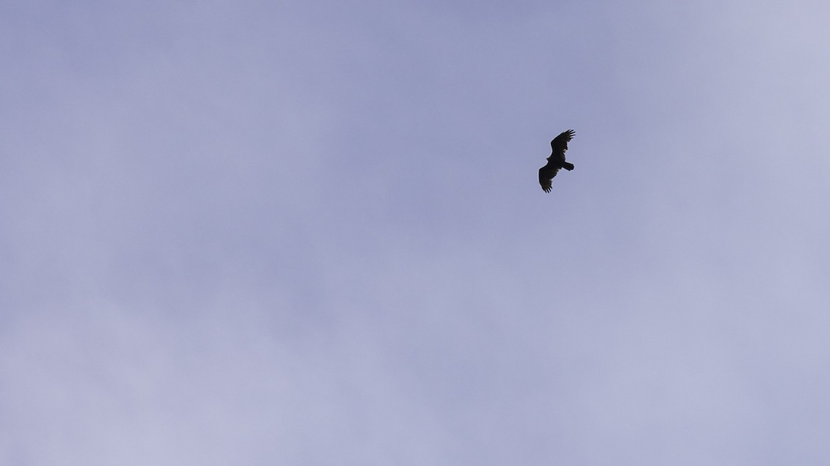 Turkey Vulture - ML642198863
