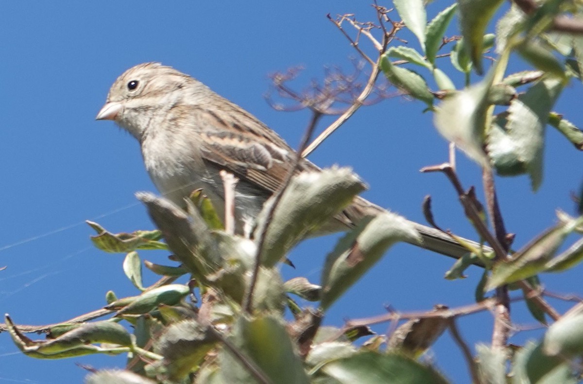 Brewer's Sparrow - ML642198864