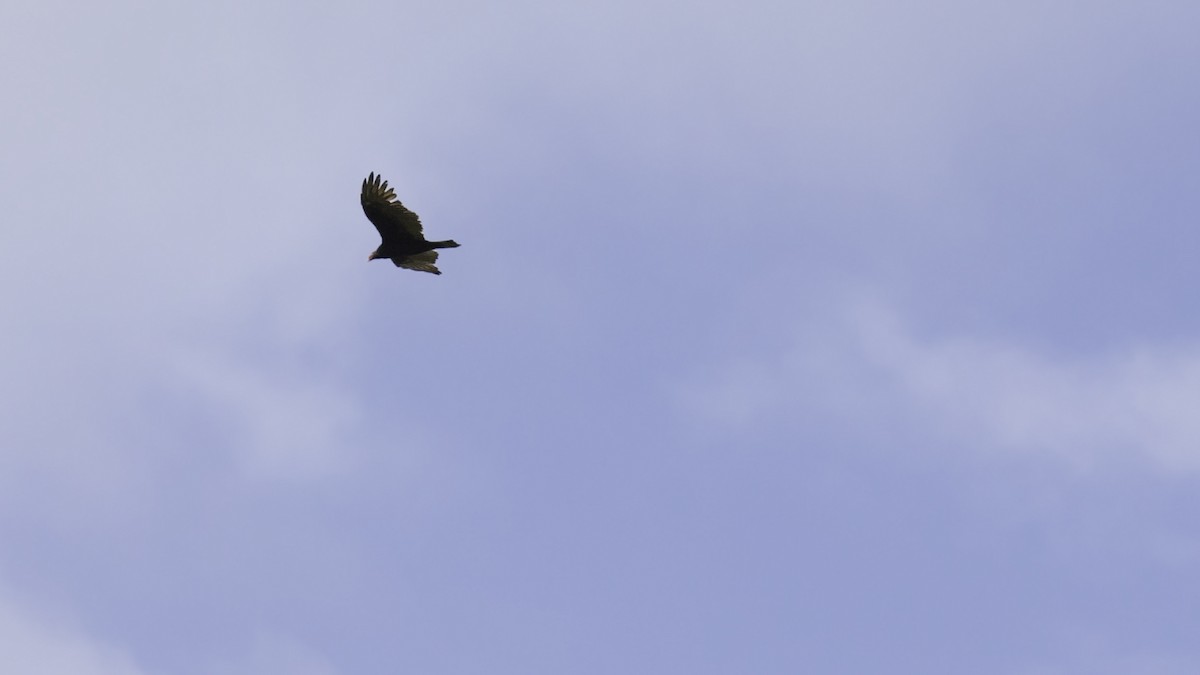 Turkey Vulture - ML642198865