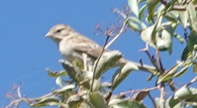 Brewer's Sparrow - ML642198866