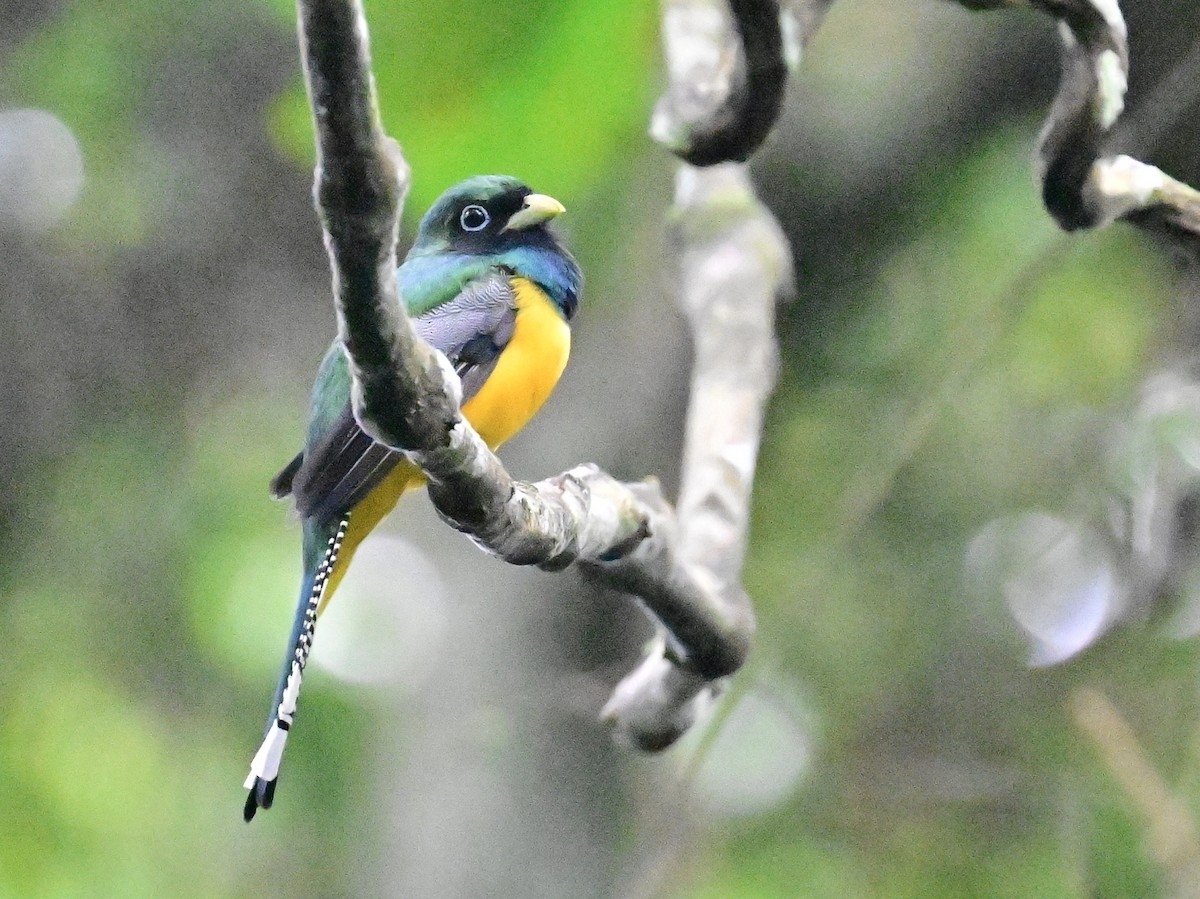 Trogon de Cabanis - ML642198897