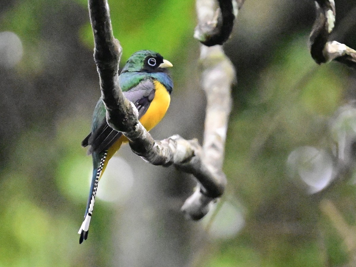 Trogon de Cabanis - ML642198898