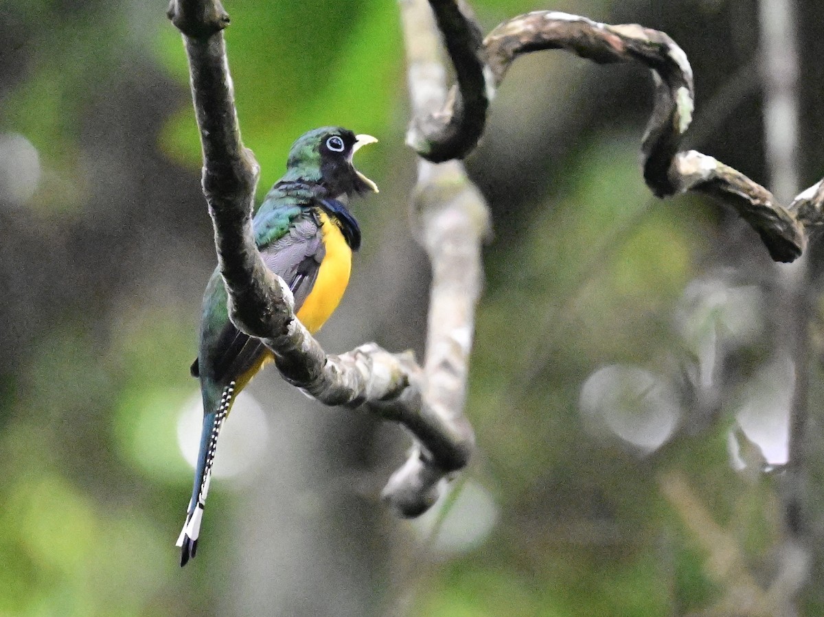 Trogon de Cabanis - ML642198899