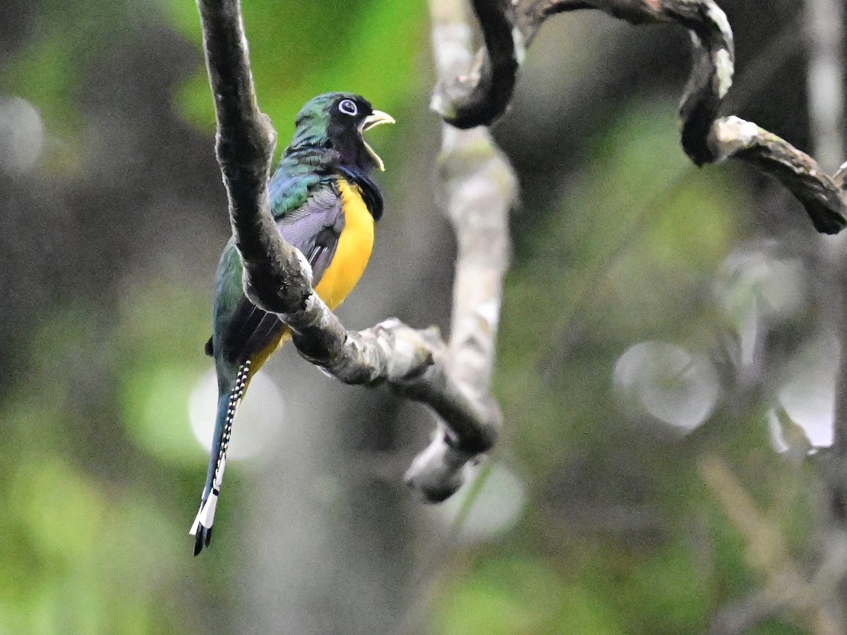 Trogon de Cabanis - ML642198900