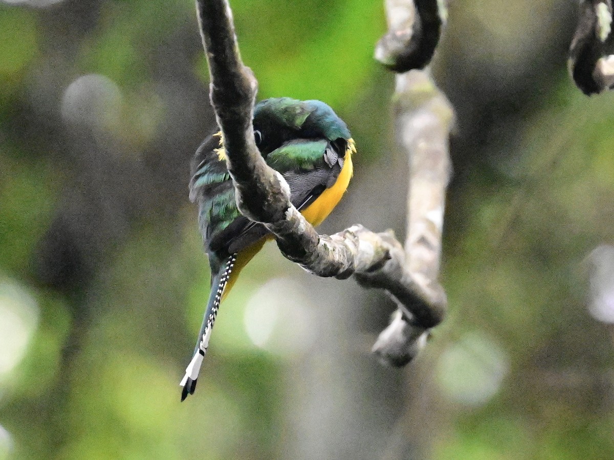 Trogon de Cabanis - ML642198901