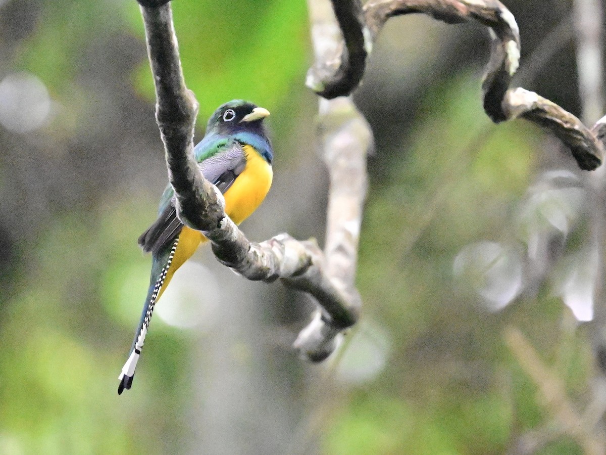 Trogon de Cabanis - ML642198902