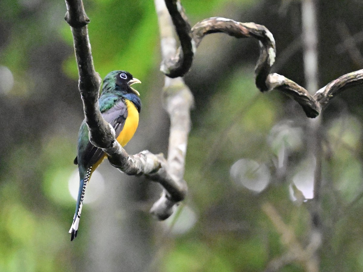 Trogon de Cabanis - ML642198903