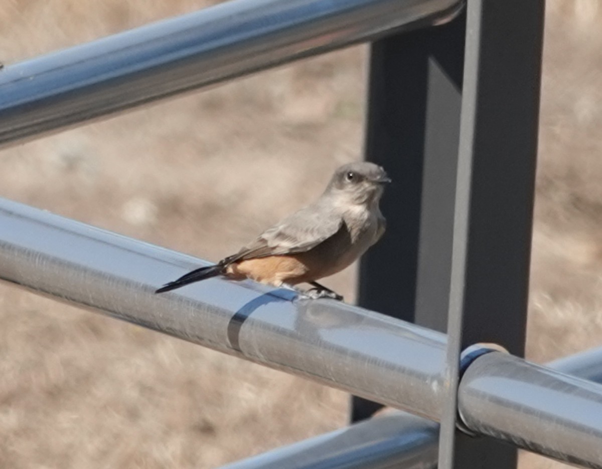 Say's Phoebe - ML642198911