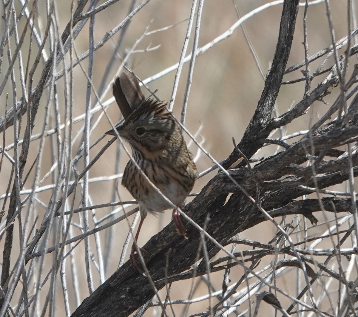 Lincoln's Sparrow - ML642198914