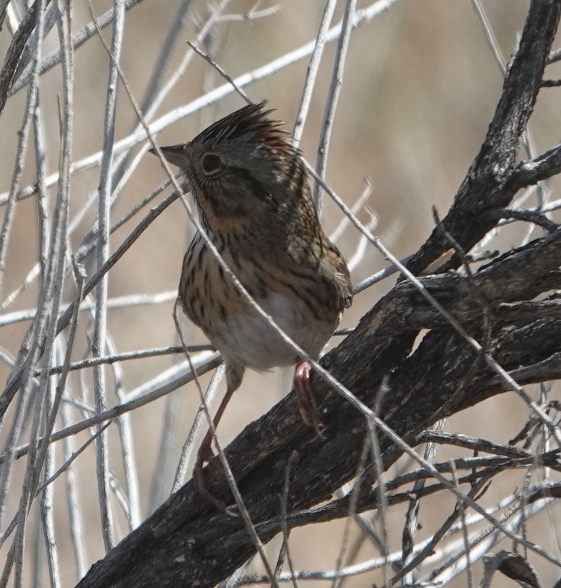 Lincoln's Sparrow - ML642198919