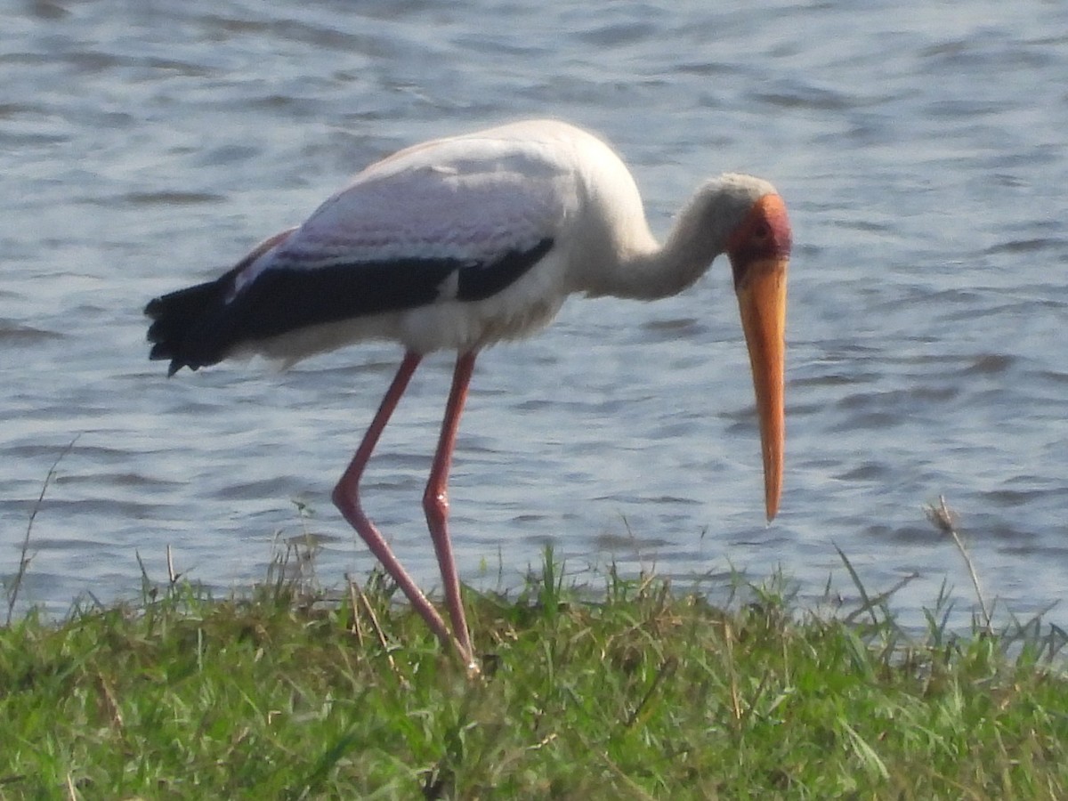 Yellow-billed Stork - ML642198923